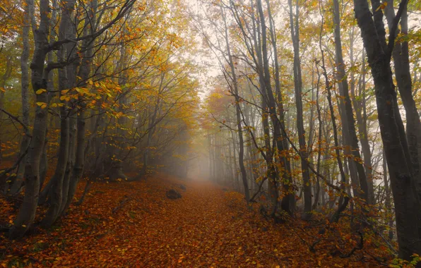 Autumn, forest, trees, branches, fog, branch, track, alley