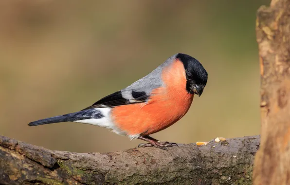 Look, background, tree, bird, branch, bullfinch, bitches