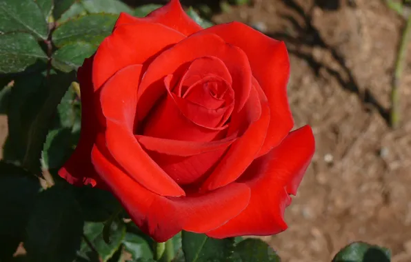 Bokeh, Red rose, Red rose