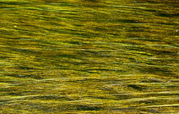 Algae, river, for, photoshop, without