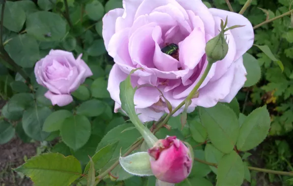Flowers, Roses, bug, June