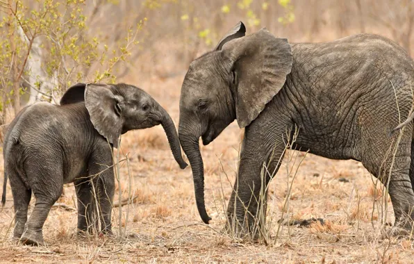 Picture baby, elephants, trunk