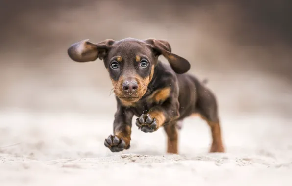 Sand, look, nature, legs, dog, running, puppy, Dachshund