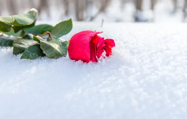 Winter, flower, leaves, the sun, snow, rose, Bud, lies