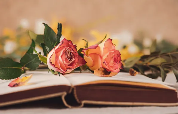 Flowers, roses, bouquet, book, orange, bokeh