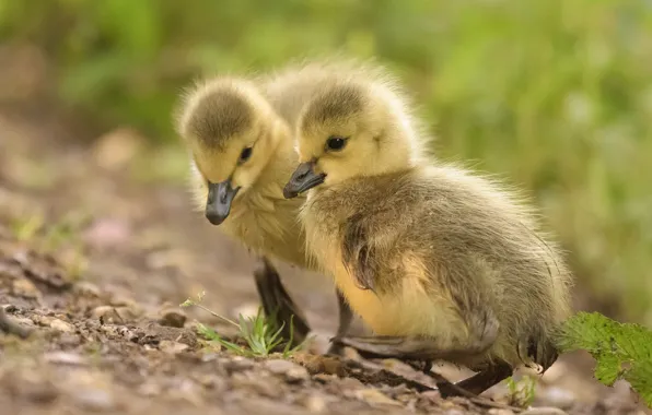 Birds, yellow, a couple, ducklings, duck, chick, two, Chicks
