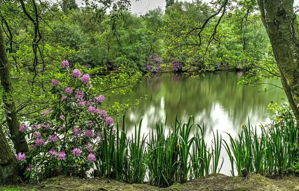 Picture greens, grass, flowers, lake