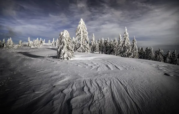 Winter, forest, the sky, clouds, snow, nature, in the snow, divorce