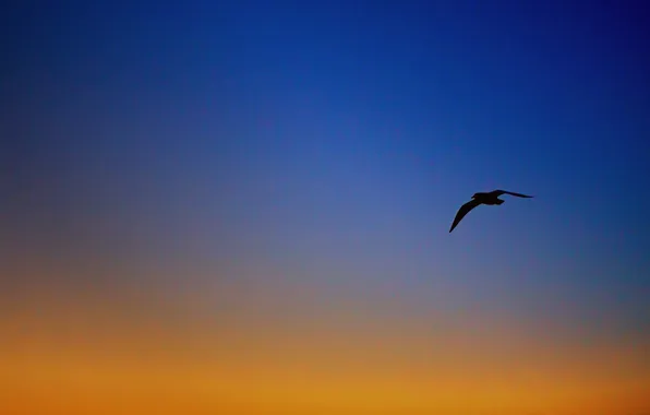 Picture the sky, seagulls, the evening