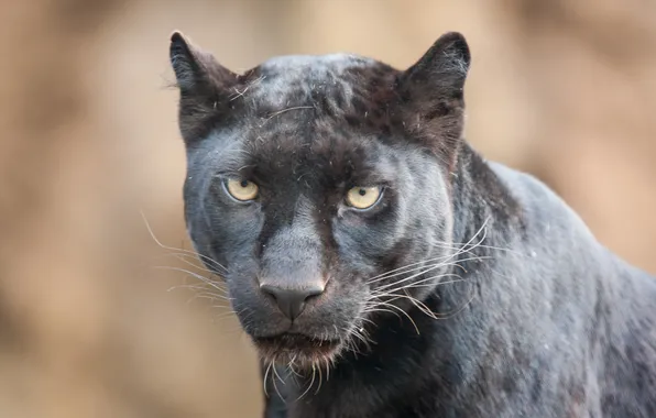 Picture cat, look, face, Panther, black leopard