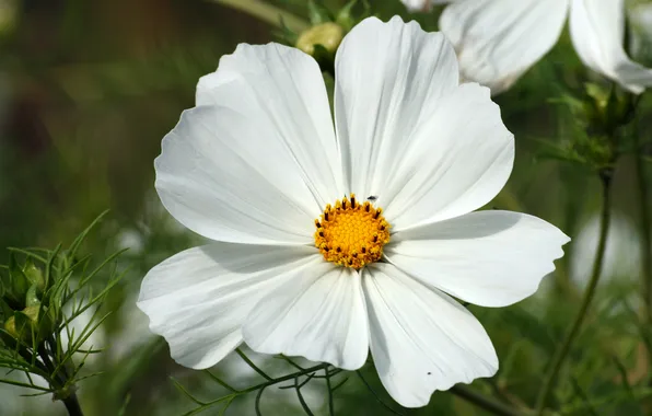 Greens, white, macro, flowers, petals, buds, kosmeya