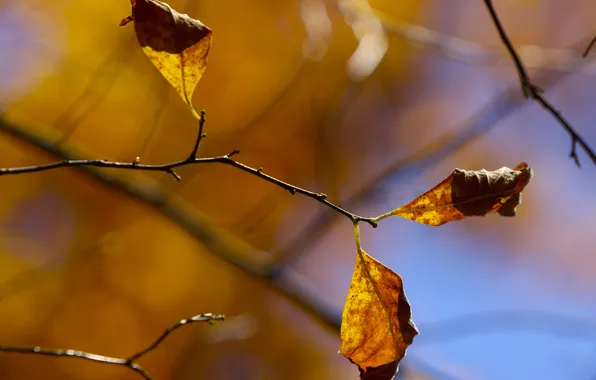 Picture autumn, macro, foliage, branch