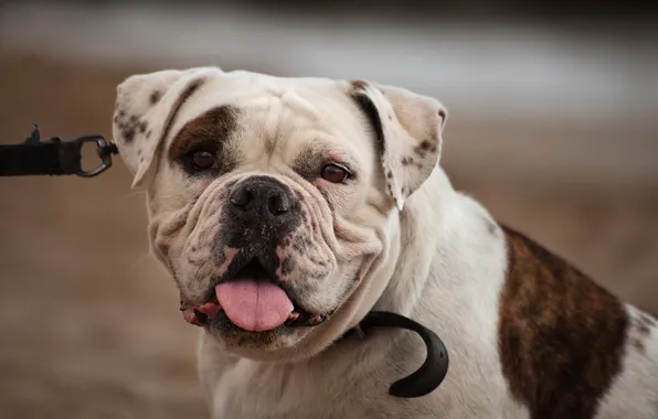 Picture background, dog, walk