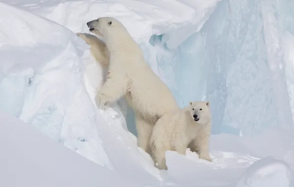 Snow, iceberg, bear, bear, Polar bears, Polar bears