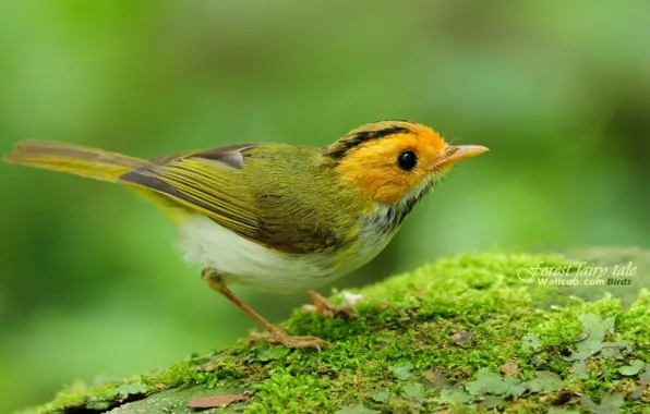 Forest, leaves, tree, beautifull, color, spring, Bird, brach