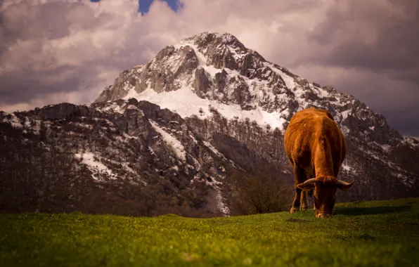 Grass, mountains, nature, cow, pasture, meadow, red, red
