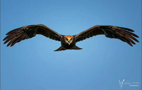 Flight, eagle, blue sky, bird of prey, wingspan, photos of birds, The Spanish Imperial Eagle