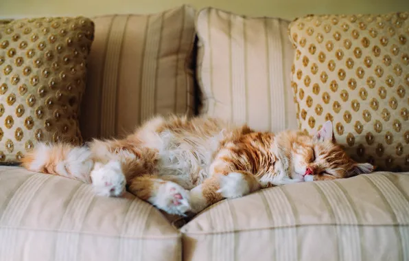 Picture cat, sofa, sleeping, red
