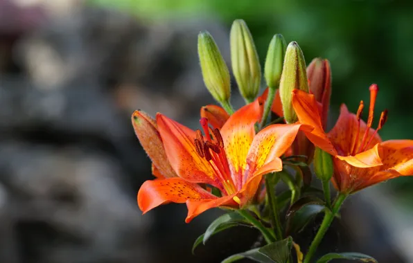 Flowers, nature, Lily, buds