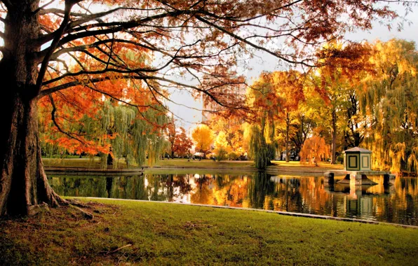 Autumn, trees, nature, pond, Park, USA, Boston, trees