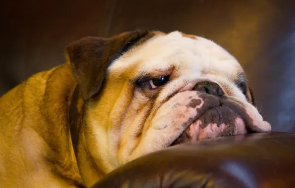 Picture face, dog, English bulldog