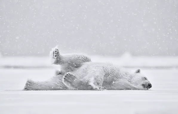 Picture snow, bear, Polar bear