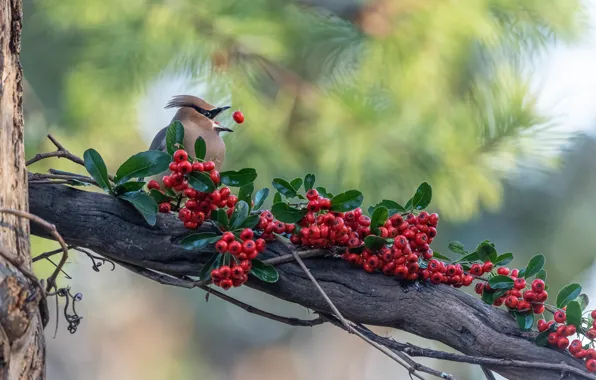 Leaves, berries, bird, branch, beak, fruit, red, Rowan