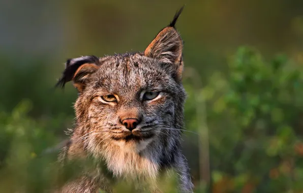 Picture predator, lynx, Felis lynx