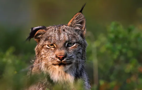 Predator, lynx, Felis lynx
