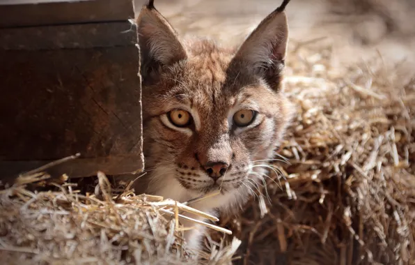 Look, face, light, Board, portrait, hay, straw, lynx