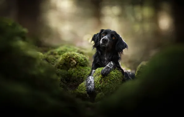Nature, each, dog