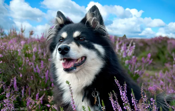 Picture field, dog, lavender