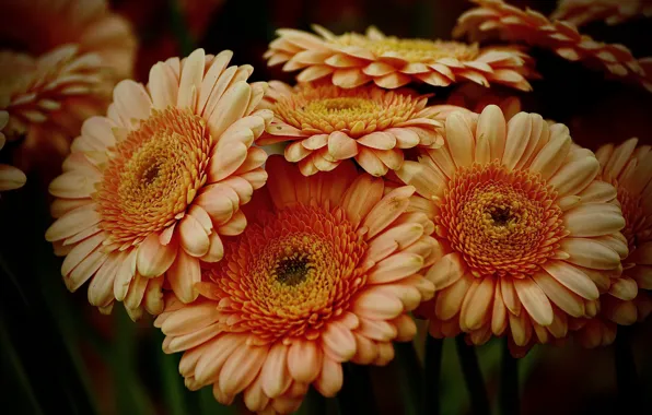 Flowers, petals, gerbera