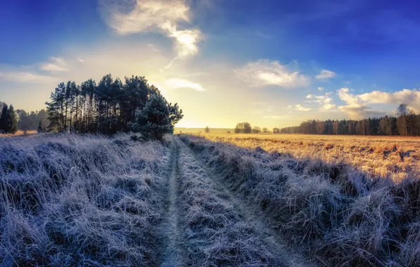 Frost, road, field, autumn, morning