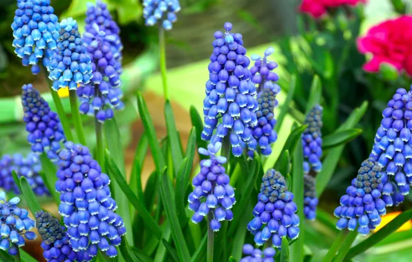 Flowers, spring, garden, flowerbed, blue, Muscari, hyacinth mouse