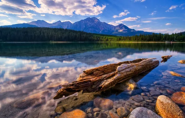 Picture forest, water, mountains, stones, shore, transparent, snag