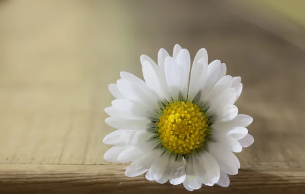 Picture flower, macro, Daisy