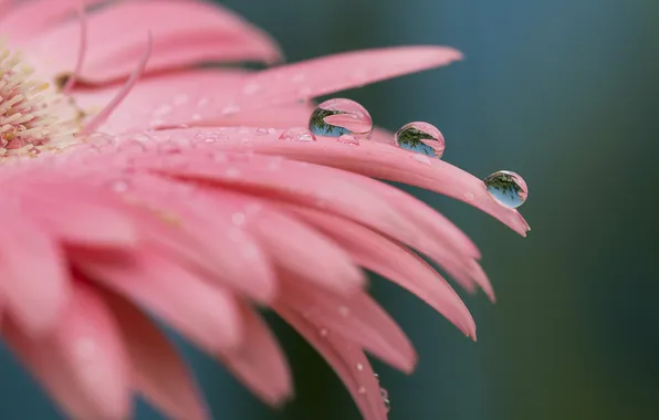 Picture flower, water, drops, Rosa, petals, gerbera