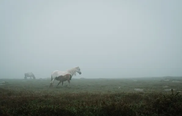 Picture field, fog, horse, puppy, Mare