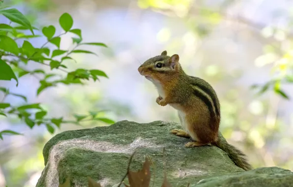 Picture look, leaves, pose, stones, background, Chipmunk, sitting, bokeh