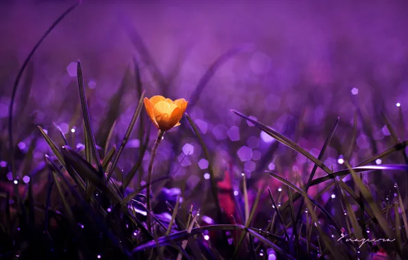 Picture macro, flowers, yellow, nature, Rosa