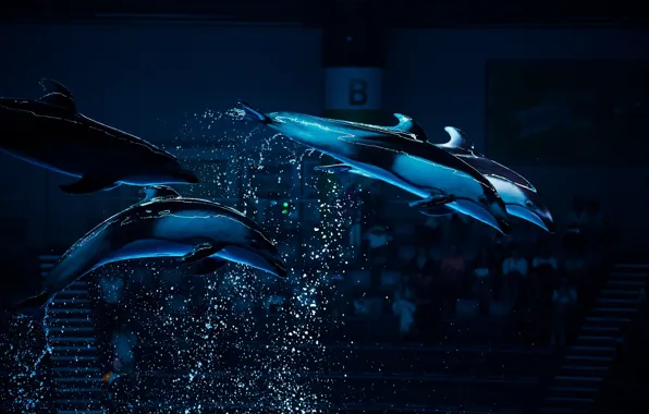 Holiday, pool, dolphins, show