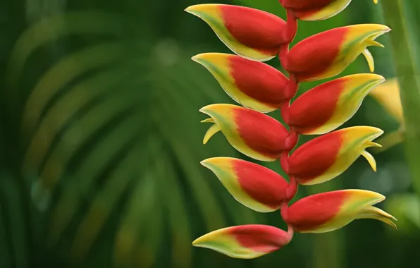 Macro, inflorescence, Heliconia