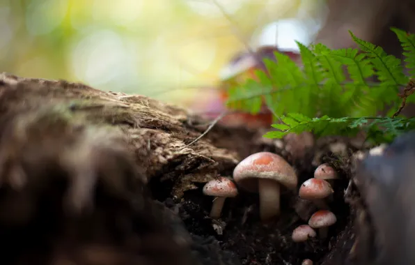 Forest, nature, mushrooms