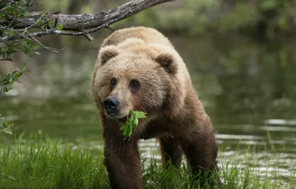 Picture grass, water, Alaska, leaf, bear, Brown bear, Kodiak