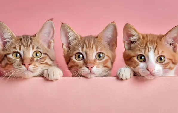 Cat, look, cats, pose, kitty, kittens, face, trio