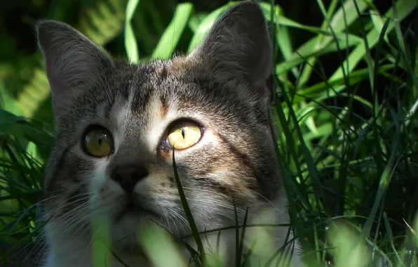 Eyes, cat, look, Koshak, weed, Tomcat