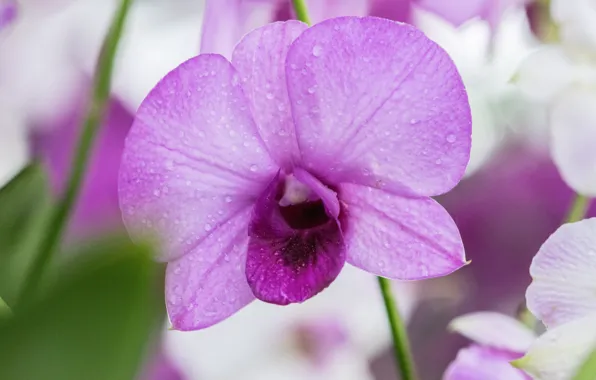 Flower, purple, Orchid
