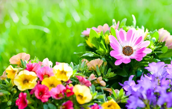 Bells, flowerbed, Petunia, dorotheanthus Margaritaville