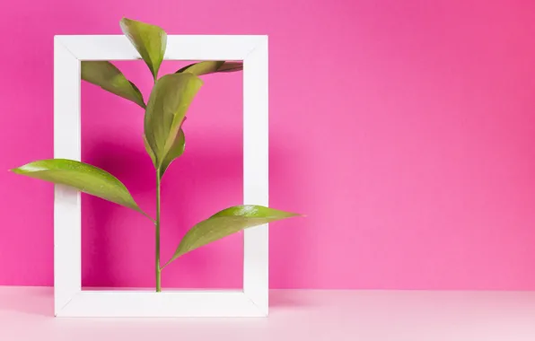 Picture plant, frame, pink, pink background, pink, raspberry